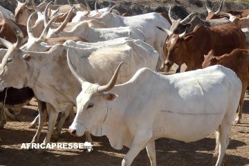 L’approvisionnement de viande en Côte d’Ivoire menacé par la crise au Sahel