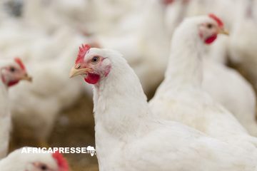 États-Unis : Un premier cas grave de Grippe aviaire détecté chez l’homme en Louisiane