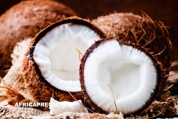 La Côte d’Ivoire rejoint la Communauté Internationale pour sauver sa production de noix de coco