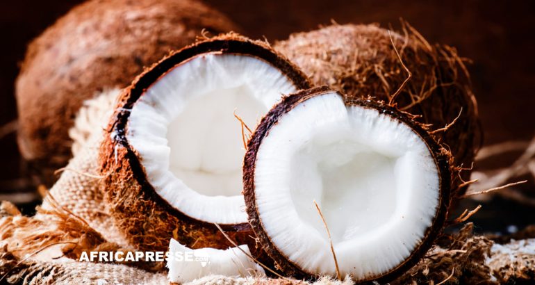 La Côte d’Ivoire rejoint la Communauté Internationale pour sauver sa production de noix de coco