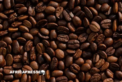 Ouganda : les exportations de café bondissent de 59%, portées par une récolte record Ouganda : les exportations de café bondissent de 59%, portées par une récolte record