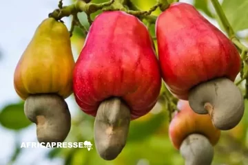 Entre contrebande et régulations, l’avenir de la transformation de la noix de cajou en Afrique de l’Ouest compromis
