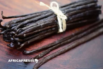 Madagascar : L’OMC milite pour une transformation locale de la vanille