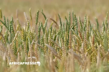 Alger annonce la fin des importations de blé en 2026 : un plan ambitieux pour l’autosuffisance alimentaire Alger annonce la fin des importations de blé en 2026 : un plan ambitieux pour l’autosuffisance alimentaire