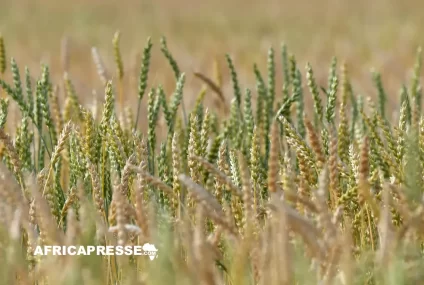 Le Bénin atteint l’autosuffisance alimentaire malgré des baisses dans certaines cultures