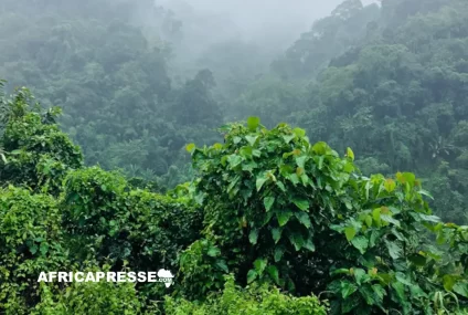 Une initiative pour renforcer l’intégrité de l’information climatique dans les Petits États insulaires