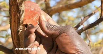 Le Tchad, nouvel eldorado de la gomme arabique face à la crise soudanaise