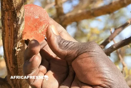 Le Tchad, nouveau leader dans l’exportation de gomme arabique grâce aux tensions au Soudan