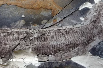 Découverte exceptionnelle en Afrique du Sud : un fossile vieux de 444 millions d’années révèle une nouvelle espèce Découverte exceptionnelle en Afrique du Sud : un fossile vieux de 444 millions d’années révèle une nouvelle espèce
