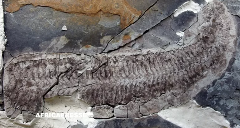 Découverte exceptionnelle en Afrique du Sud : un fossile vieux de 444 millions d’années révèle une nouvelle espèce Keurbos susanae et surnommée "Sue"