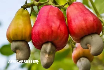 Côte d’Ivoire : Une nouvelle usine de transformation d’anacarde à Katiola pour booster l’économie ivoirienne