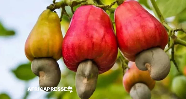 Côte d’Ivoire : Une nouvelle usine de transformation d’anacarde à Katiola pour booster l’économie ivoirienne anacarde