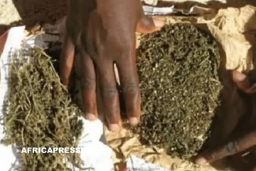 Cameroun : Lutte contre le trafic de drogue, Une saisie record de 15 tonnes de cannabis à Bafoussam Cameroun : Lutte contre le trafic de drogue, Une saisie record de 15 tonnes de cannabis à Bafoussam