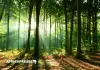 Togo : 20 000 hectares de forêts à restaurer d’ici 2027, un défi colossal sous pression climatique