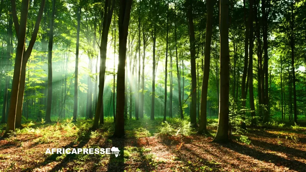 Foret