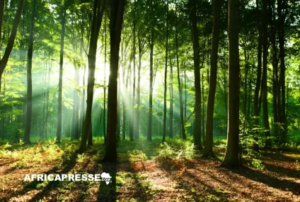 Congo-Brazzaville : Une initiative onusienne pour un reboisement mondial ambitieux