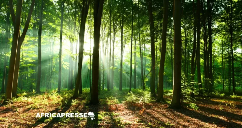 Congo-Brazzaville : Une initiative onusienne pour un reboisement mondial ambitieux Foret