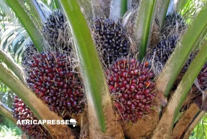 Huiles végétales : l’huile de palme reprend du terrain face au soja