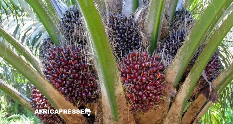 Palmier a huile - Huile de palme