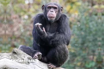 Les chimpanzés et le rythme : une étude scientifique dévoile une étonnante aptitude à tambouriner en rythme Les chimpanzés et le rythme : une étude scientifique dévoile une étonnante aptitude à tambouriner en rythme
