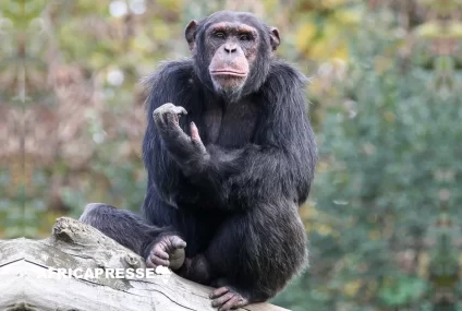 Les chimpanzés et le rythme : une étude scientifique dévoile une étonnante aptitude à tambouriner en rythme