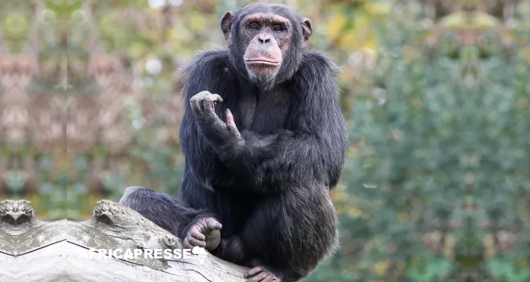 Chimpanze