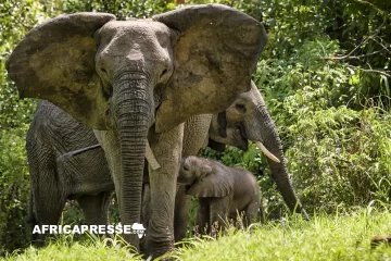 African Parks face à des accusations de violations des droits humains au Congo-Brazzaville