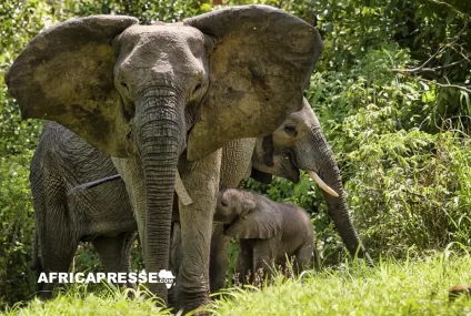 African Parks face à des accusations de violations des droits humains au Congo-Brazzaville