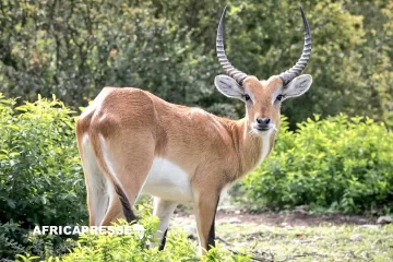 Le lechwe d’Upemba : l’antilope « fantôme » photographiée pour la première fois en 50 ans Le lechwe d’Upemba : l’antilope « fantôme » photographiée pour la première fois en 50 ans