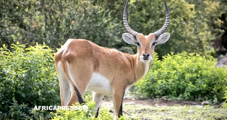Le lechwe d’Upemba : l’antilope « fantôme » photographiée pour la première fois en 50 ans Lechwe d’Upemba