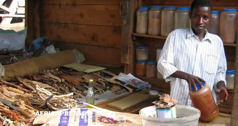 L’intelligence artificielle au service de la médecine traditionnelle : un nouvel espoir pour la santé en Afrique L’intelligence artificielle au service de la médecine traditionnelle