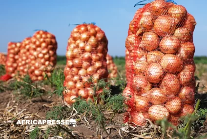 Afrique de l’Ouest : Pourquoi la région reste dépendante des importations d’oignons malgré une production abondante