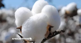 La reprise des cours du coton rebat les cartes en Afrique