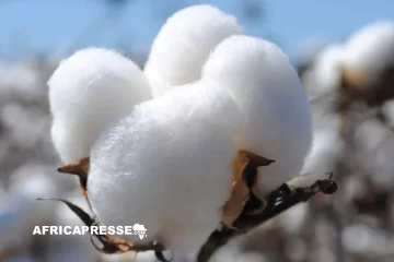 Malgré de bons rendements, le coton camerounais luttre pour gagner du terrain Malgré de bons rendements, le coton camerounais luttre pour gagner du terrain