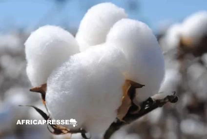 Malgré de bons rendements, le coton camerounais luttre pour gagner du terrain