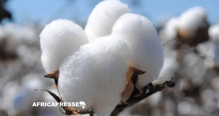 Malgré de bons rendements, le coton camerounais luttre pour gagner du terrain coton