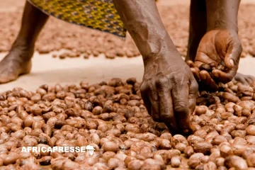 Beurre de karité : le Tchad peut-il devenir un acteur majeur mondial ? Beurre de karité : le Tchad peut-il devenir un acteur majeur mondial ?