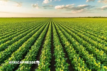 Climat et agriculture : la BAD injecte 39 millions de dollars pour moderniser les zones agro-industrielles togolaises Climat et agriculture : la BAD injecte 39 millions de dollars pour moderniser les zones agro-industrielles togolaises