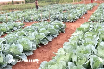 Rwanda : Des semences résistantes relancent la productivité agricole face au climat Rwanda : Des semences résistantes relancent la productivité agricole face au climat