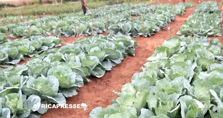 Rwanda : Des semences résistantes relancent la productivité agricole face au climat Champs de choux
