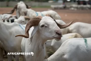 L’Afrique face au casse-tête de l’approvisionnement en moutons pour la Tabaski L’Afrique face au casse-tête de l’approvisionnement en moutons pour la Tabaski