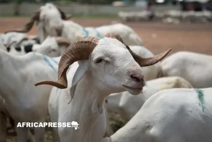 L’Afrique face au casse-tête de l’approvisionnement en moutons pour la Tabaski