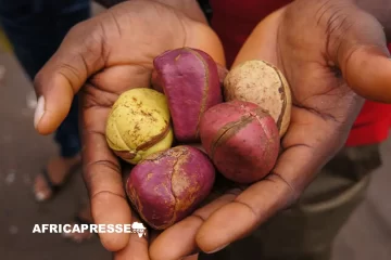 Noix de cola : cinq pays africains dominent un marché mondial en plein essor Noix de cola : cinq pays africains dominent un marché mondial en plein essor