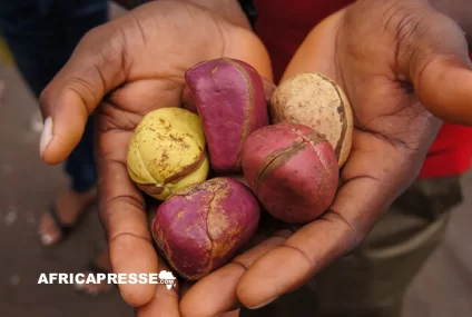 Noix de cola : cinq pays africains dominent un marché mondial en plein essor