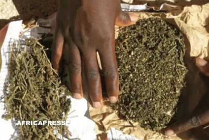 Cameroun : saisie record de 2,4 tonnes de chanvre indien à Bandjoun