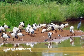 COP15 au Zimbabwe : un Fonds mondial en préparation pour sauver les zones humides COP15 au Zimbabwe : un Fonds mondial en préparation pour sauver les zones humides