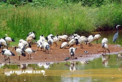 COP15 au Zimbabwe : un Fonds mondial en préparation pour sauver les zones humides