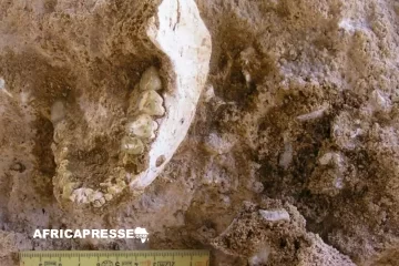 Afrique du Nord, nouvel épicentre de l’évolution humaine : la découverte marocaine qui réécrit notre préhistoire Afrique du Nord, nouvel épicentre de l’évolution humaine : la découverte marocaine qui réécrit notre préhistoire