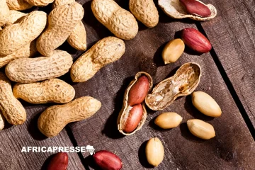 Agriculture : le Sénégal sur le point de ravir au Soudan la 2e place africaine de l’arachide
