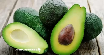 L’avocat, nouvel or vert : le marché mondial prêt à doubler de taille d’ici 2030